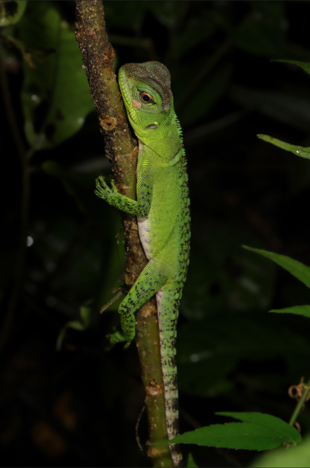 Amazon Forest Dragon