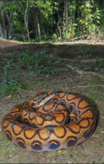 Peruvian Rainbow Boa