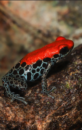 Ranitomeya reticulata